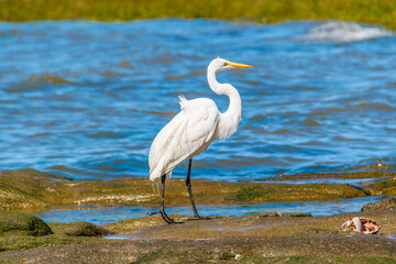White Stork At Coast Beach, Montevideo, Uruguay