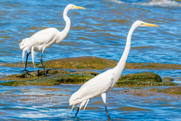 White Storks At Coast Beach, Montevideo, Uruguay