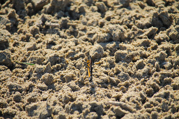 Monarch butterfly in the sand at Sauble Beach