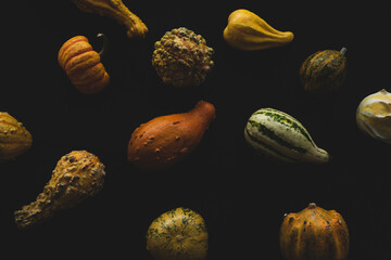 Different kinds of pumpkins  on black backgounds