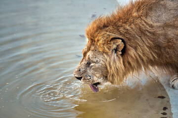 Lion drinks water from the pool at the zoo, close-up portrait