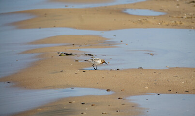 Sandpiper on the beach