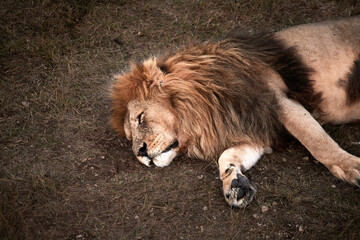 Lion sleeps after dinner, close-up portrait. Lion's paw