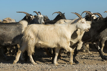 Sheep and goats graze on green grass in spring