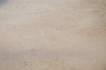 Fototapeta na wymiar bird prints in the sand