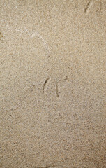 bird prints in the sand