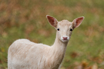 A white deer poses in a city park directly into the camera lens in Switzerland.
