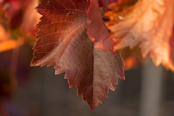 Autumn grapes with red leaves, the vine at sunset is reddish yellow