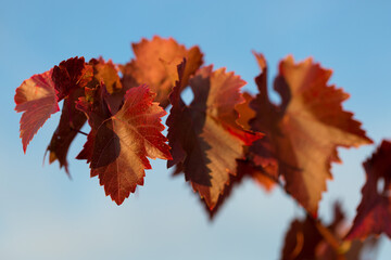 Autumn grapes with red leaves, the vine at sunset is reddish yellow