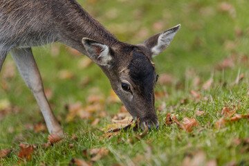 Red deer grazes on a green meadow
