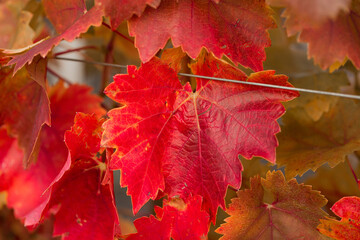 Autumn grapes with red leaves, the vine at sunset is reddish yellow