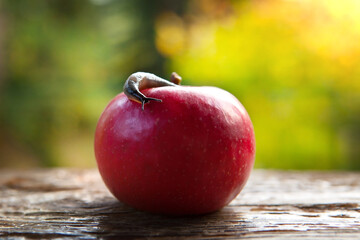 Slug on a red apple, in the garden, natural background. Macro.