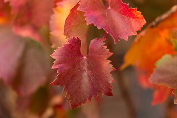 Autumn grapes with red leaves, the vine at sunset is reddish yellow