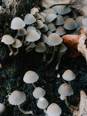 Vertical closeup shot of wild mushrooms in the forest © Diana Samson/Wirestock