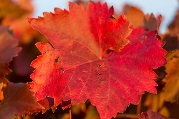 Autumn grapes with red leaves, the vine at sunset is reddish yellow