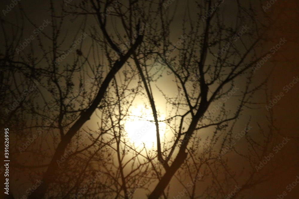 Wall mural silhouette of a tree