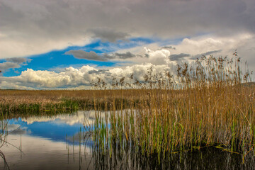 Dragoman swamp