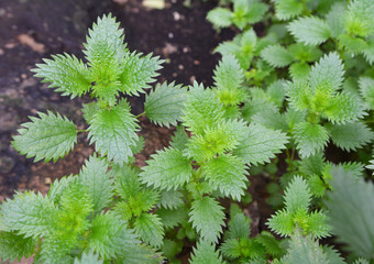 In nature grows stinging nettles (Urtica urens)