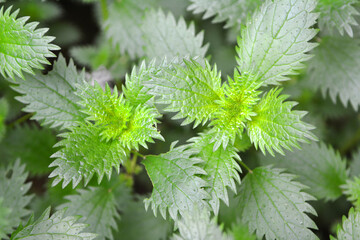 In nature grows stinging nettles (Urtica urens)