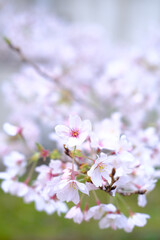 淡いピンク色の桜。夙川公園に咲き誇る。
