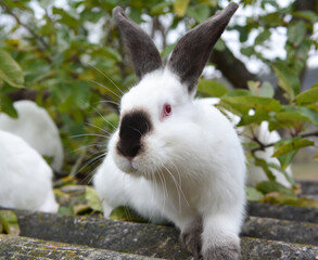  Californian breed rabbits