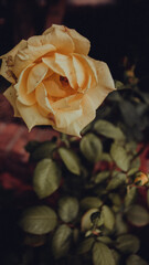 yellow rose on the surface