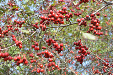 Obraz premium Ripened hawthorn berries