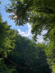 forest in the morning