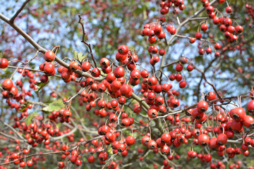 Ripened hawthorn berries