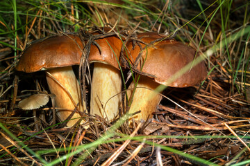 Imleria badia, commonly known as the bay bolete. Three  fused hats of the mushroom.