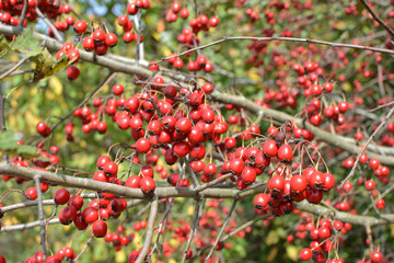 Ripened hawthorn berries