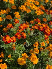 orange flowers background