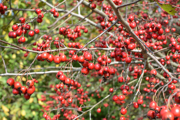 Ripened hawthorn berries