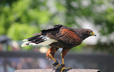 Harris Hawk