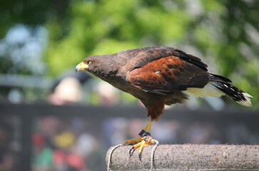 Harris Hawk