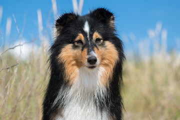 Cute black and white, tricolor shetland sheepdog, sheltie portrait on the beach  windy weather. Small collie, little lassie dog on the background of blue sky and green grass with yellow sea spikelet