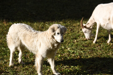 cane pastore animali gregge pastore pelo lungo bianco amico uomo 