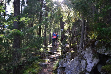 Fototapeta premium Tourist walks through the forest on his way to the mountains sightseeing