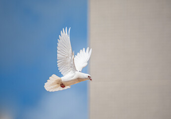 white dove in flight