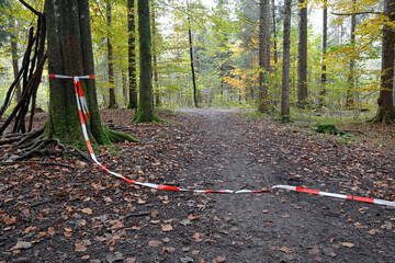 flatterband am baum