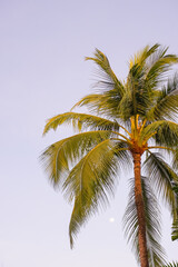 Naklejka na ściany i meble Beautiful tropical sunset with palm trees at beach.Detail of coconut trees with soft light background or vintage style. Copy space