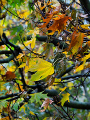 autumn leaves in the wind