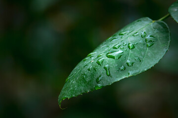 HOJAS VERDES CON GOTAS DE AGUA DESPUÉS DE LA LLUVIA