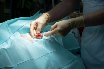  doctor performs a knee puncture in an operating room with a cannula and a syringe