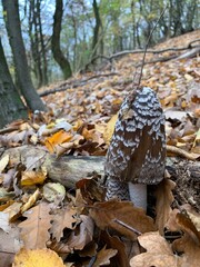 mushrooms in the woods