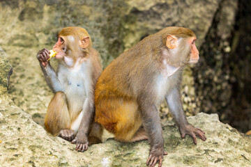 Monkey Island, Affen im steinigen Gebirge der Halong-Bucht von Vietnam.