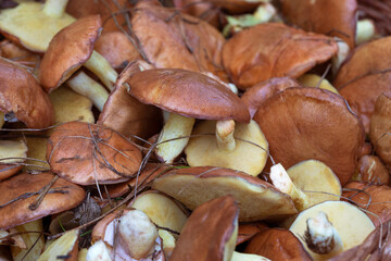 Mushrooms collected in the forest as background. Slippery Jack or sticky bun mushrooms.