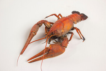 Boiled red crab on a white background.