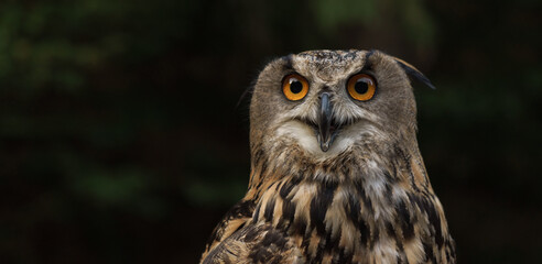 Portrait of eagle owl looking at the camera