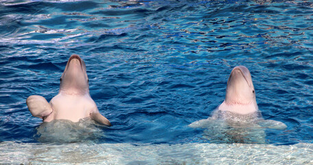 Show with belugas. Therapy with marine mammals.